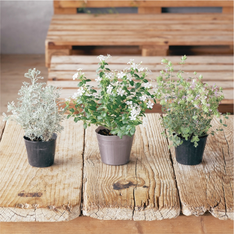 花苗ガーデニングの定期便 Select Sweet Garden Tef Tef の口コミ 評判 料金まとめ 暮らしゆったり