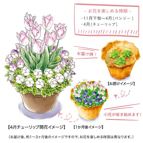 日比谷花壇のガーデニング 毎月楽しむ 寄せ植えガーデンコース など 4つのシリーズを解説 暮らしゆったり
