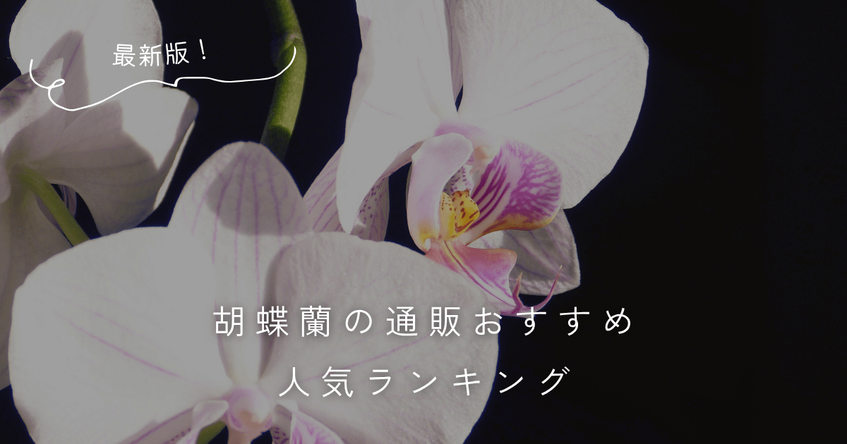 胡蝶蘭の通販おすすめ人気ランキング