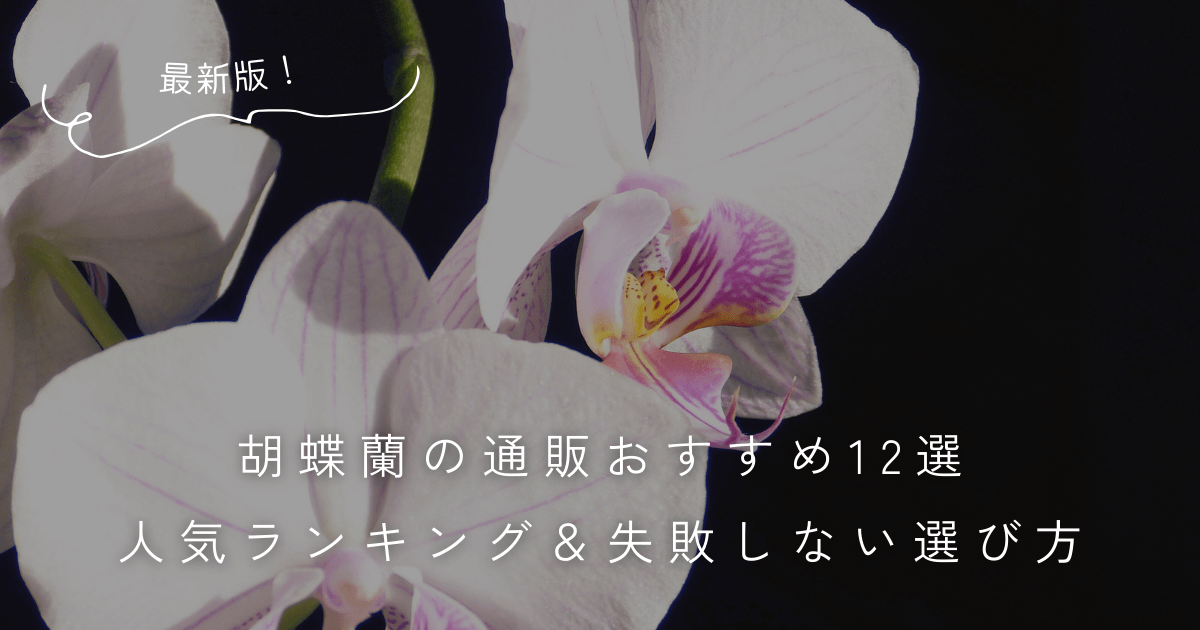 胡蝶蘭の通販おすすめ