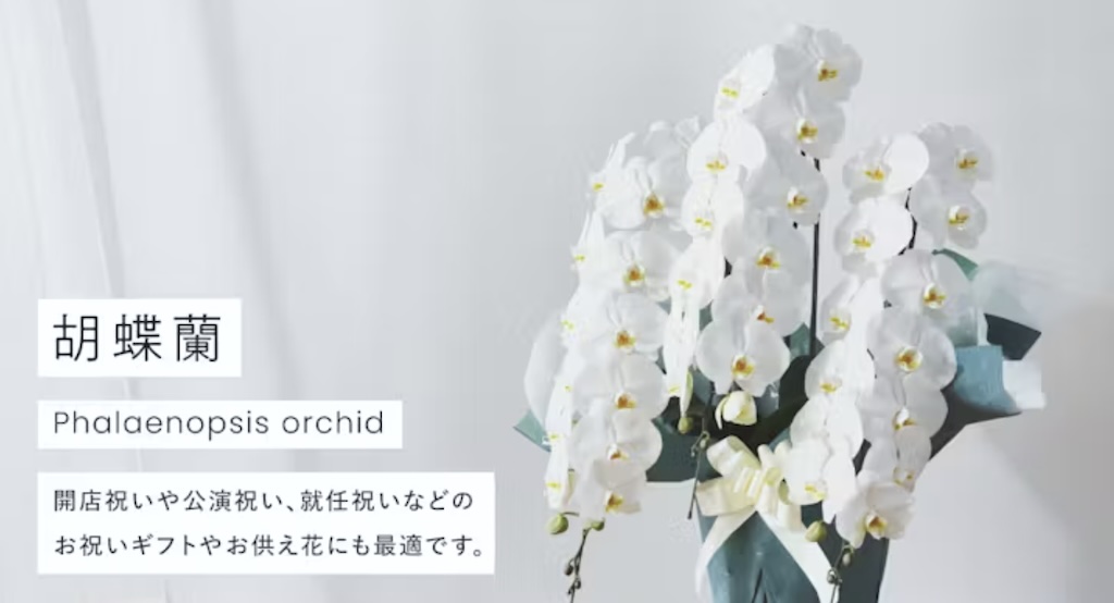 HitoHana_胡蝶蘭
